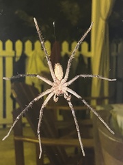 Heteropoda venatoria