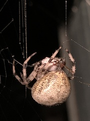 Araneus