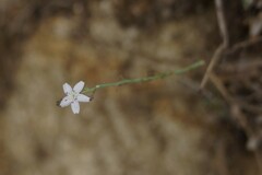 Stephanomeria pauciflora