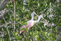 Platalea ajaja