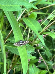 Desmia maculalis