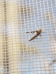 Callibaetis