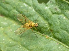 Chrysopilus