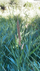 Phalaris arundinacea