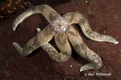 Evasterias troschelii