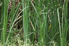 Typha domingensis