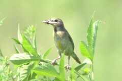 Spiza americana