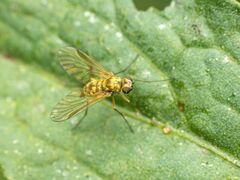 Chrysopilus