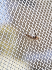 Callibaetis