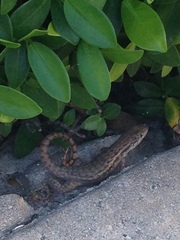 Leiocephalus carinatus