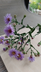 Symphyotrichum laeve