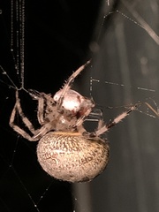 Araneus