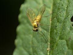 Chrysopilus