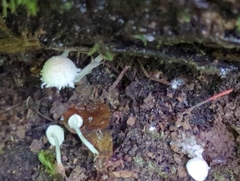 Cystolepiota