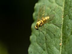 Chrysopilus