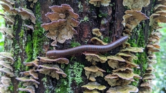 Narceus americanus