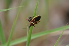 Apiomerus flaviventris