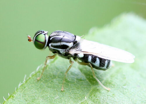 Oxycera albovittata