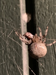 Araneus