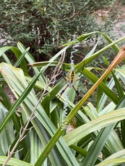 Argiope aurantia
