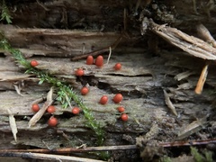Lycogala conicum