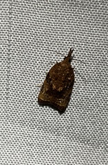 Platynota flavedana