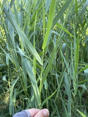 Phalaris arundinacea