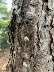 Cepaea