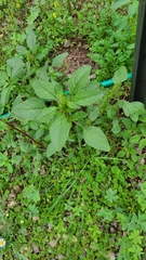 Amaranthus powellii