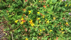 Lotus corniculatus
