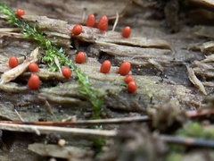Lycogala conicum