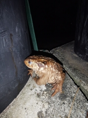 Bufo spinosus
