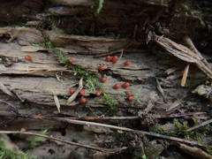 Lycogala conicum