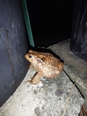 Bufo spinosus
