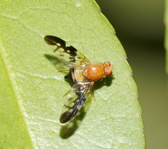 Dirioxa pornia