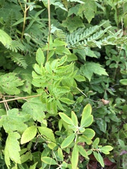 Aralia hispida