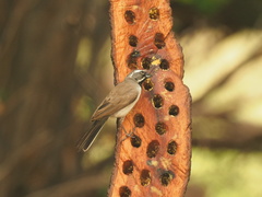 Amphispiza bilineata