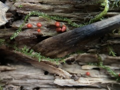 Lycogala conicum