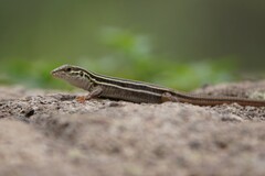 Aspidoscelis sonorae