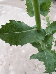 Heterotheca subaxillaris