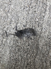 Microtus pennsylvanicus