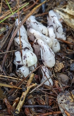 Monotropa uniflora