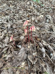 Monotropa hypopitys