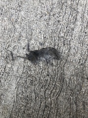 Microtus pennsylvanicus