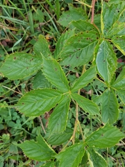 Sphaerulina westendorpii