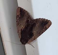 Catocala ultronia