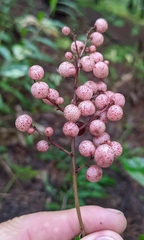 Maianthemum racemosum