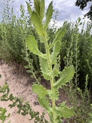 Heterotheca subaxillaris