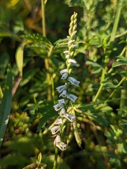 Spiranthes lacera gracilis