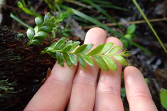 Tmesipteris lanceolata